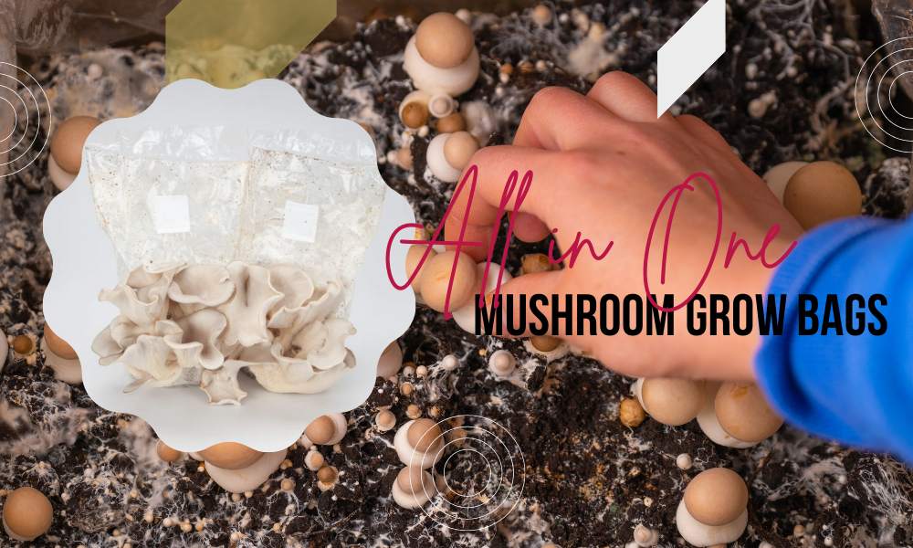 Grow your own mushrooms with all in one mushroom grow bags