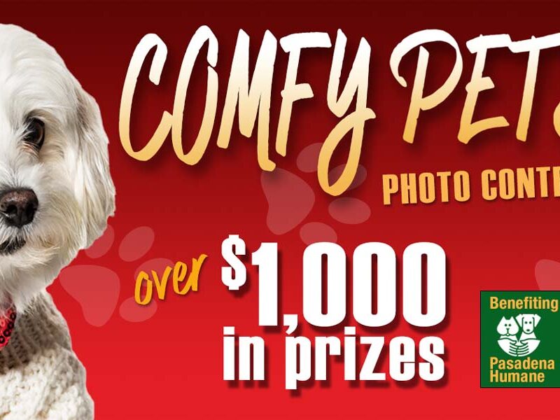 Comfy pets photo contest